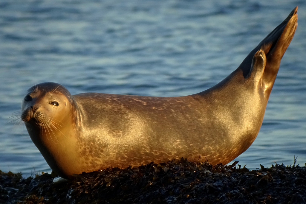 Seal on rocks at Westhaven Carnoustie