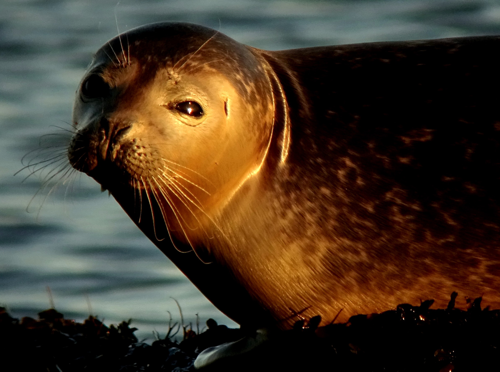 Seal on rocks at Westhaven Carnoustie