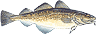 cod