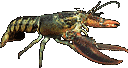 lobster