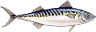 mackerel